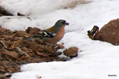 Fringilla coelebs africana
