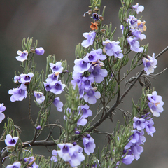 Prostanthera teretifolia