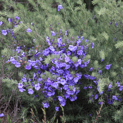 Prostanthera teretifolia