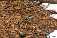 Fringilla coelebs africana