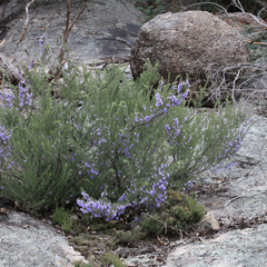 Prostanthera teretifolia