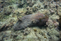 Australostichopus mollis