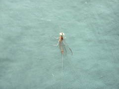 Ephemerella subvaria