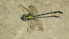 Hemigomphus