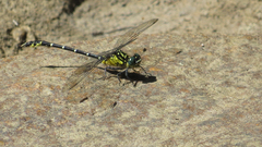 Hemigomphus