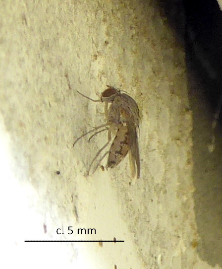 Curtonotum uncinatum