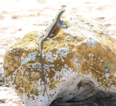 Podarcis waglerianus