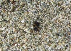 Nitidula flavomaculata