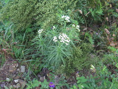 Achillea ptarmicoides