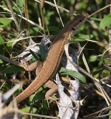 Podarcis waglerianus