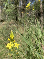 Bulbine glauca