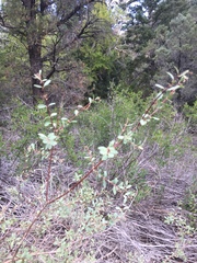 Symphoricarpos longiflorus