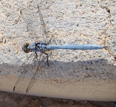 Orthetrum chrysostigma