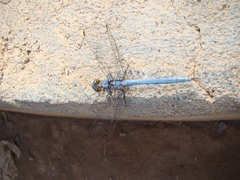 Orthetrum chrysostigma