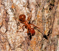 Notoncus spinisquamis