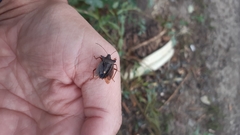 Pentatoma rufipes