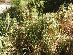 Typha latifolia