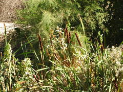 Typha latifolia