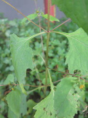 Sigesbeckia glabrescens