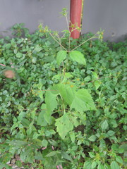 Sigesbeckia glabrescens