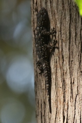 Tarentola mauritanica