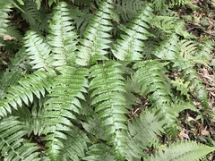 Diplazium viridissimum
