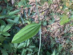 Smilax cocculoides