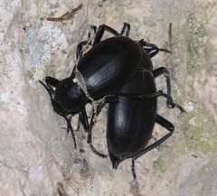 Blaps gigas