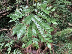 Archidendron clypearia