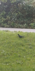 Corvus corone corone