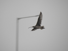 Numenius madagascariensis