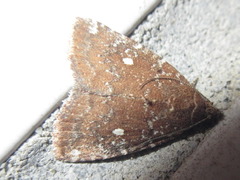 Amyna stellata