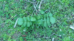 Packera sanguisorbae