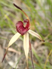 Caladenia clavescens