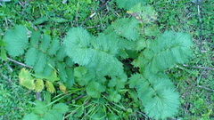 Packera sanguisorbae