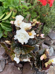 Begonia × tuberhybrida