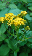 Packera sanguisorbae