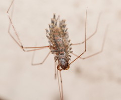 Allothereua maculata