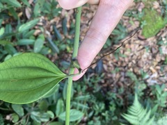 Smilax cocculoides