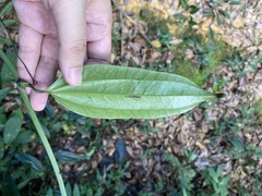 Smilax cocculoides