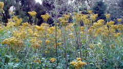 Packera sanguisorbae