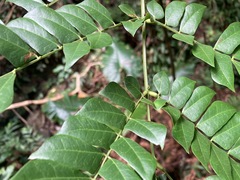 Archidendron clypearia