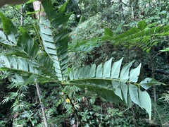 Archidendron clypearia