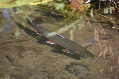 Salvelinus malma