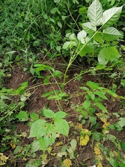 Roseodendron donnell-smithii