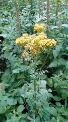 Packera sanguisorbae