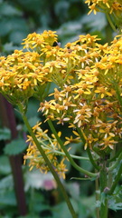 Packera sanguisorbae