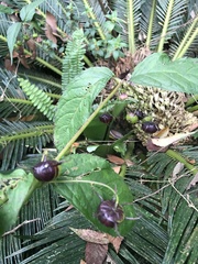 Cyclocodon lancifolius