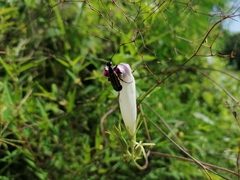 Epicauta niveolineata