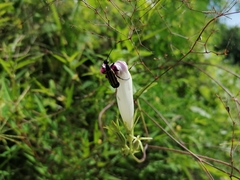 Epicauta niveolineata